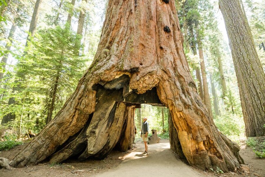 From Lake Tahoe: Yosemite National Park Day Trip with Lunch - Price and value: is $250 per person a fair deal?