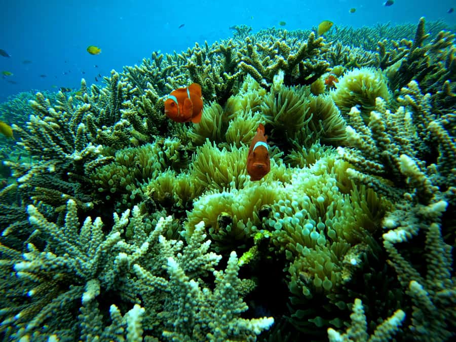 From Lembongan: Nusa Penida Snorkeling Day Trip - Lunch on Nusa Lembongan: Indonesian buffet plus a breather