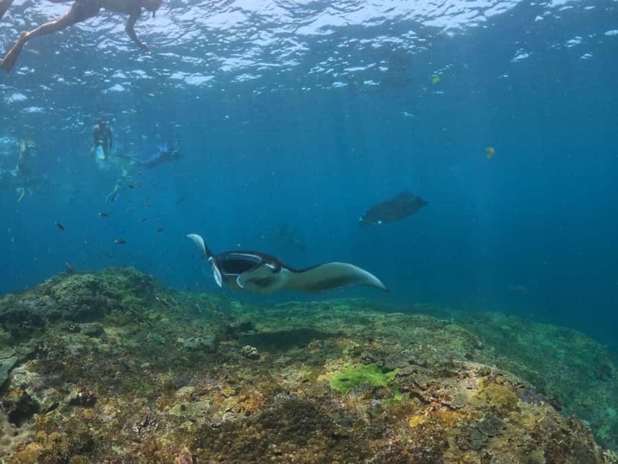 From Lembongan: Nusa Penida Snorkeling Day Trip - Value check: what you get for about $21 (and what costs extra)