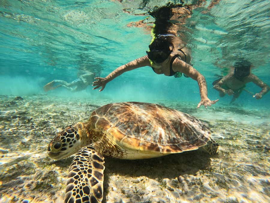 From Lombok: Gili Islands Snorkeling Day Trip - Gili Trawangan: the first island walk + 1 hour of reef snorkeling