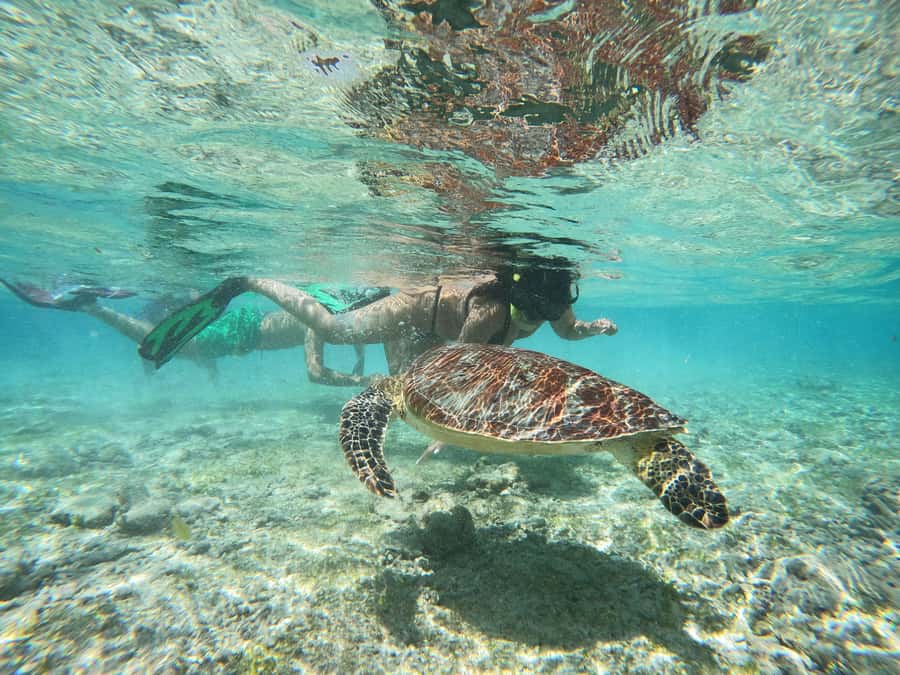 From Lombok: Gili Islands Snorkeling Day Trip - The guide and boat driver: why it feels smooth in practice
