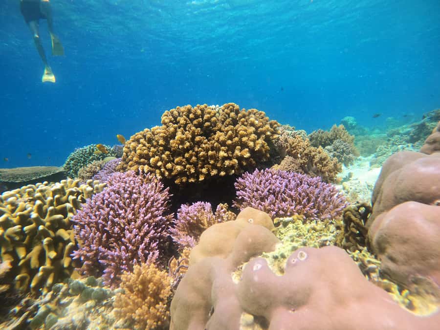 From Lombok: Gili Islands Snorkeling Day Trip - Getting picked up (or meeting at Nipah): how logistics affect your day