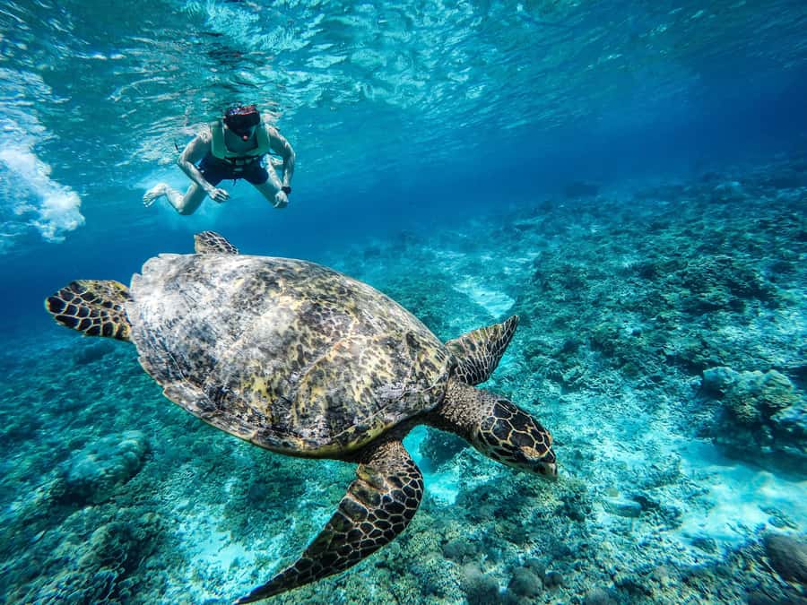 From Lombok: Gili Islands Snorkeling Day Trip - Hitting all 3 Gilis in one 7-hour day (and what that means for you)