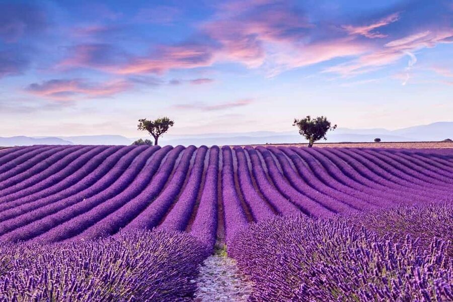 From Madrid: Day Trip to Brihuega Lavender Fields - Hotel Mediodía pickup and the stress-free coach rhythm