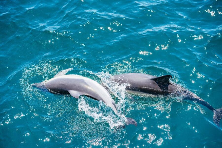 From Malaga: Day trip to Gibraltar and Dolphin Boat Tour - What to watch for: limits you should know before booking
