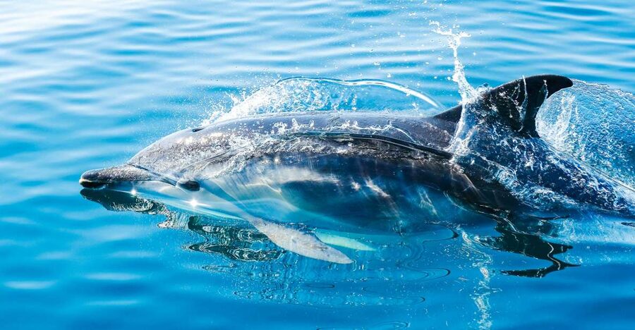From Malaga: Day trip to Gibraltar and Dolphin Boat Tour - Gibraltar free time: Casemates, gardens, bays, and street wandering