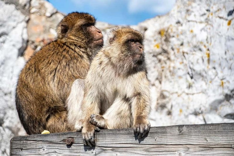 From Málaga: Gibraltar Day Trip - Gibraltar Day Trip From Malaga: the “choose your own adventure” value