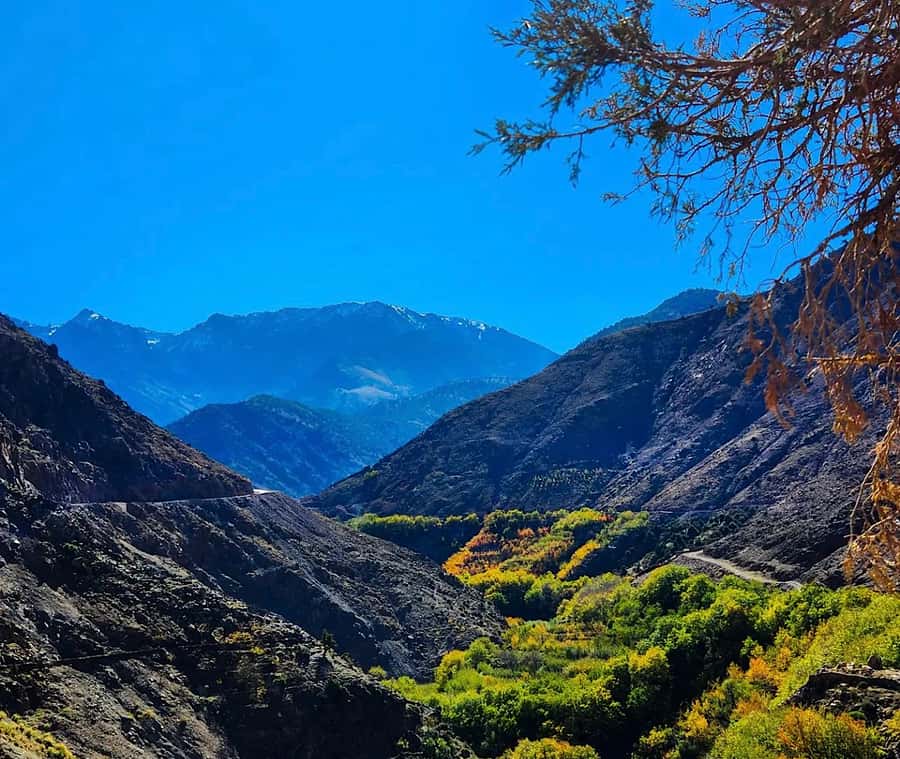 From Marrakech: Atlas Mountains Day Trip with Camel Ride - Argan oil cooperative stop: learning, then deciding what to buy