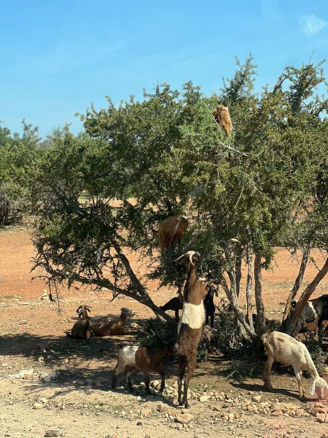 From Marrakech: Day Trip to Essaouira with Transfers - Quick takeaways before you go