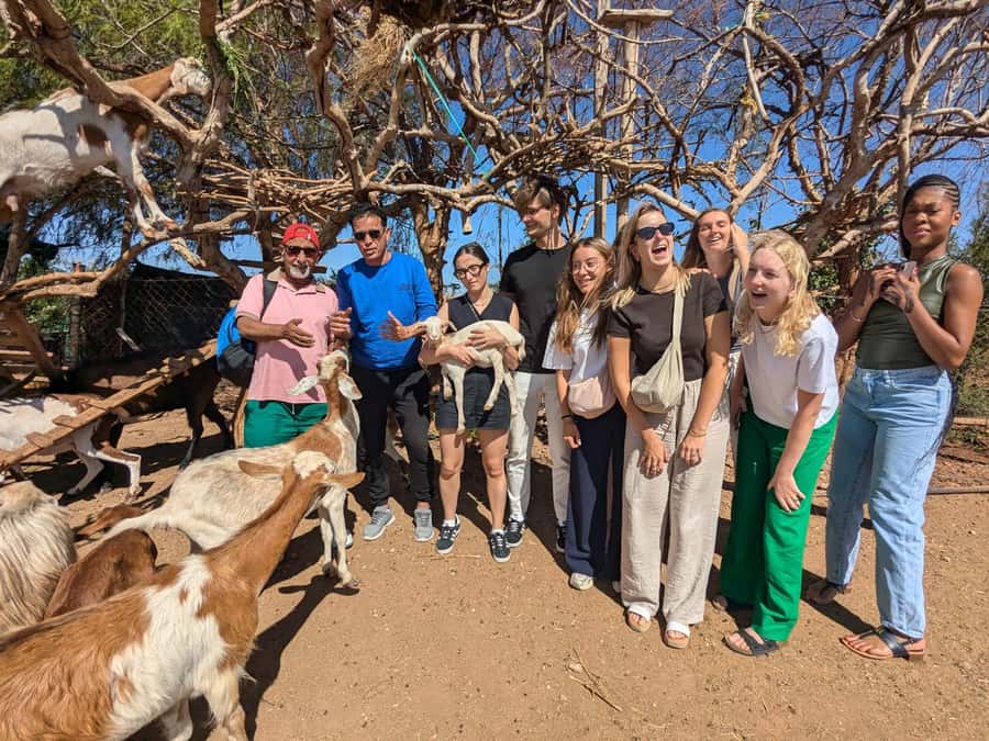 From Marrakech: Day Trip to Essaouira with Transfers - Fresh grilled fish: eat smart at the port without turning it into a mission