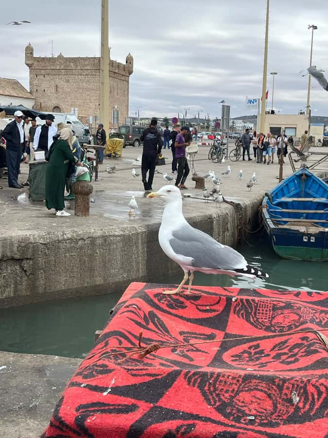 From Marrakech: Day Trip to Essaouira with Transfers - Beach and sea time: what fits in a day trip and what doesn’t