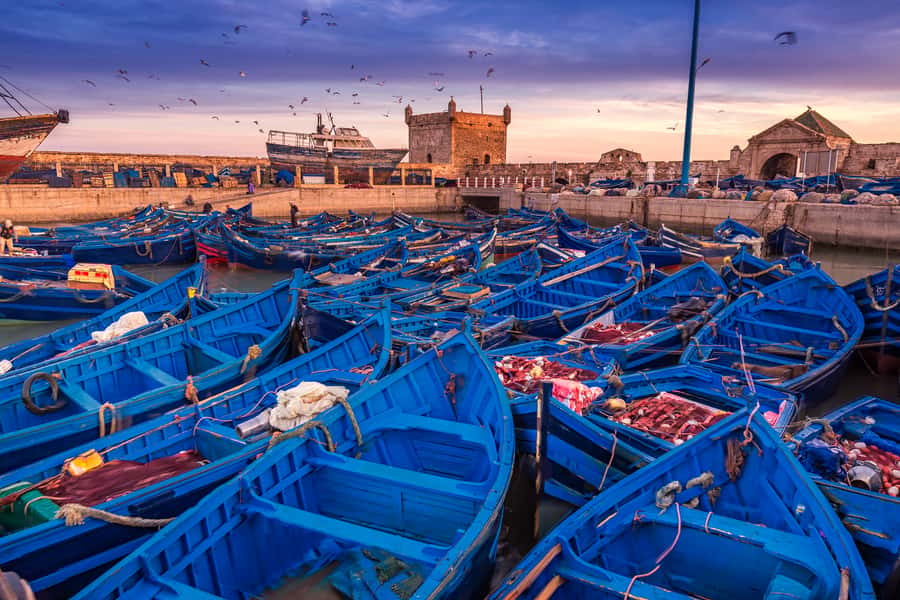 From Marrakech: Essaouira & Atlantic Coast Full-Day Trip - Fishing port + seafood lunch: the meal where the action is