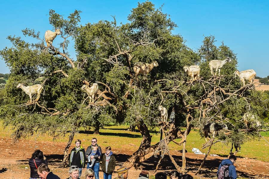 From Marrakech: Essaouira Day Tour with Optional Activities - Key takeaways before you go
