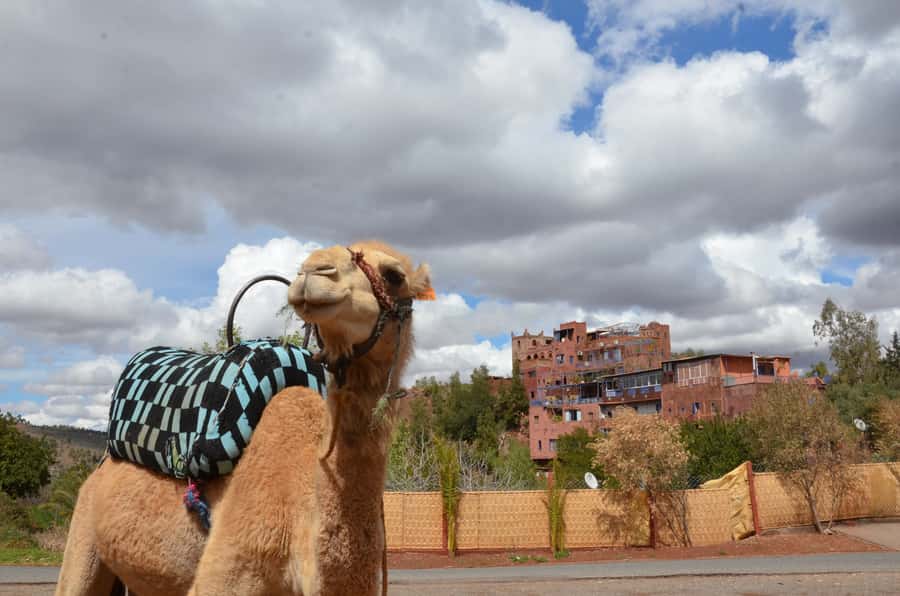 From Marrakech: Ourika Valley Day Trip with Lunch - Book it or skip it: my decision rule