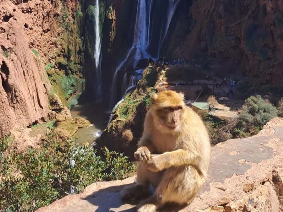 From Marrakech:Ouzoud Waterfalls Day Trip with Boat Tour - Pickup, Air-Conditioned Drive, and the Real Schedule