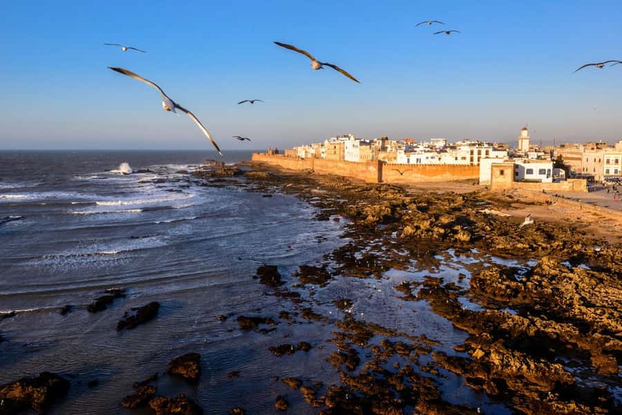 From Marrakech To Essaouira Mogador Full Day Trip Smallgroup - Argan-tree stop: photos, oil talk, and why it’s more than a souvenir