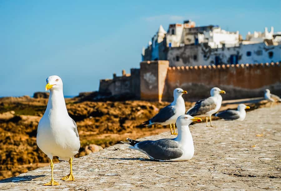 From Marrakesh: Essaouira Full-Day Trip - Skala de la Kasbah: the fort views you’ll remember