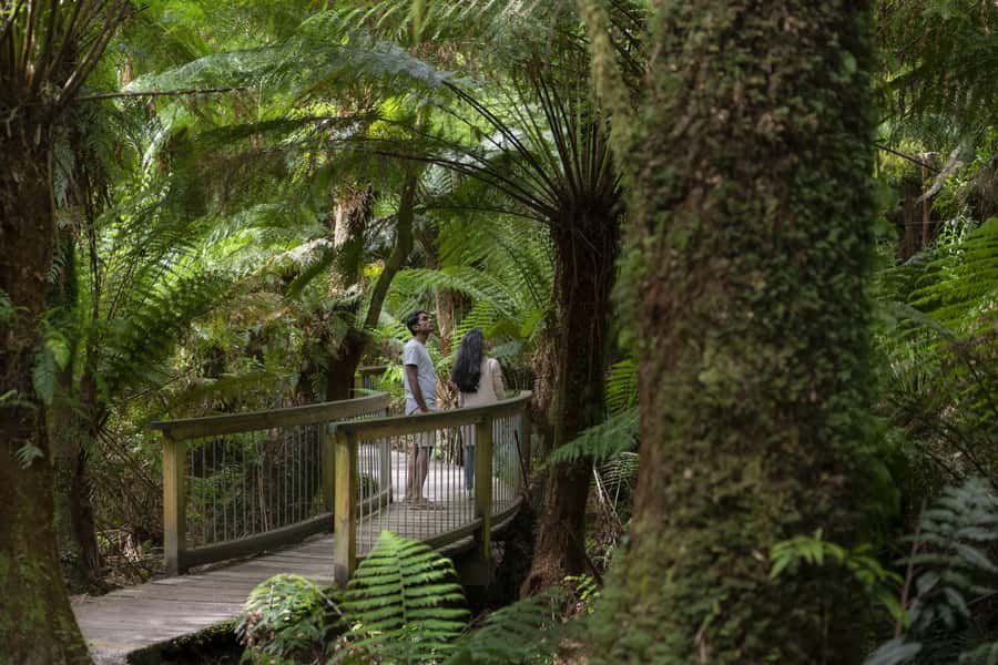 From Melbourne: Reverse Great Ocean Road Day Trip with Lunch - Key points to know before you go