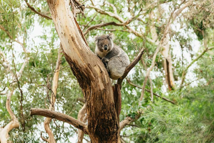 From Melbourne: Small-Group Great Ocean Road Day Trip - Kennett River and Wildlife Stops: The Real Reason People Book