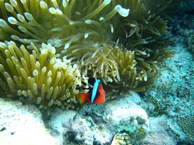 From Naha: Tokashiki Island Day Trip by Boat - Snorkeling With Sea-Turtle Potential: Safe, Guided, and Still Not a Guarantee
