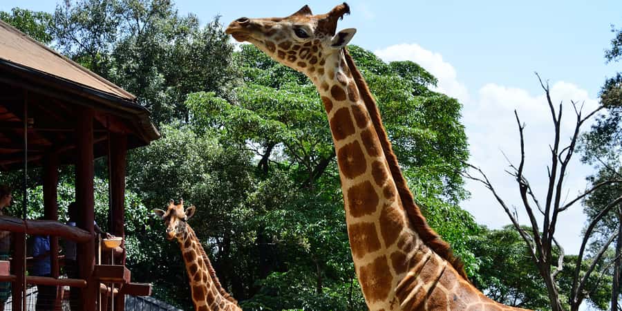 From Nairobi: Elephant Orphanage and Giraffe Center Day Trip - Quick hits: what makes this day trip work