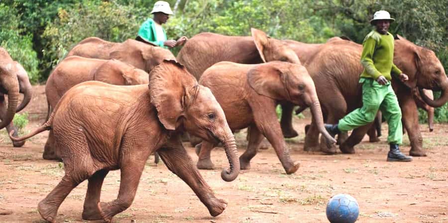 From Nairobi: Elephant Orphanage and Giraffe Center Day Trip - Nairobi’s best one-day combo: giraffes, baby elephants, and beadwork
