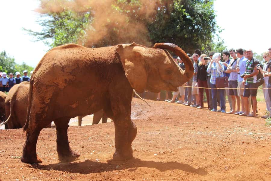 From Nairobi: Elephant Orphanage and Giraffe Center Day Trip - Is this worth it for you? Who should book