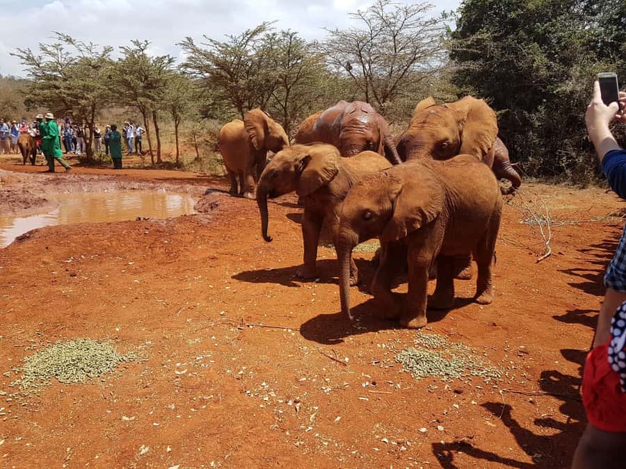 From Nairobi: Elephant Orphanage and Giraffe Center Day Trip - Should you book this Nairobi Elephant Orphanage and Giraffe Centre day trip?