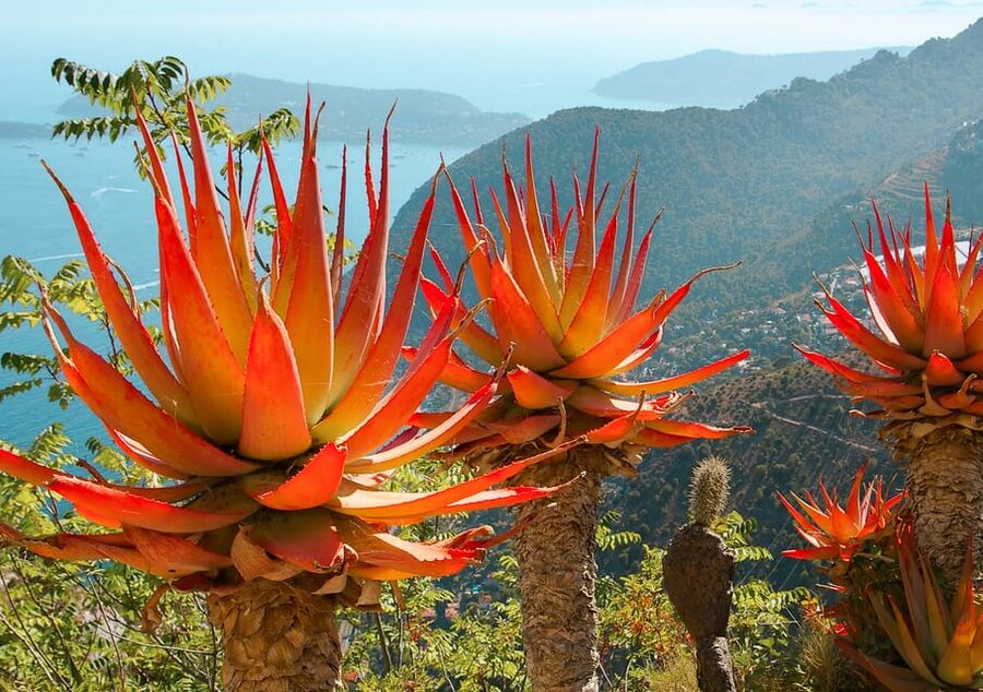From Nice: Eze, Monaco, and Monte Carlo Half-Day Trip - Who Should Book This Half-Day Nice to Monaco and Eze Tour