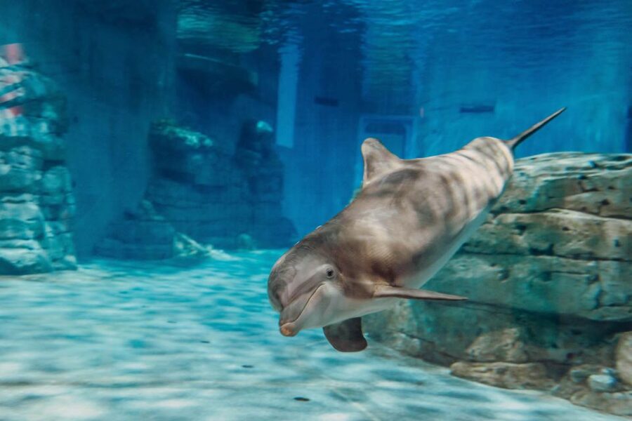 From Orlando: Day Trip to Clearwater Beach with Options - Who should book this Clearwater Beach day trip?