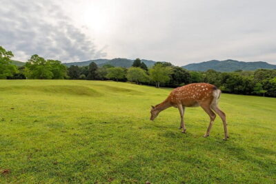 From Osaka/Kyoto: Kyoto & Nara Day Trip with Optional Lunch - Arashiyama Bamboo Grove and the nearby sights you can actually choose