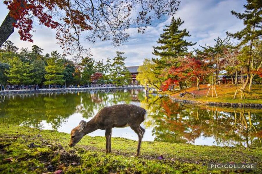 From Osaka/Kyoto: Private Kyoto & Nara Day Trip with Pickup - Price and Value for Two People: Is It Worth $632?