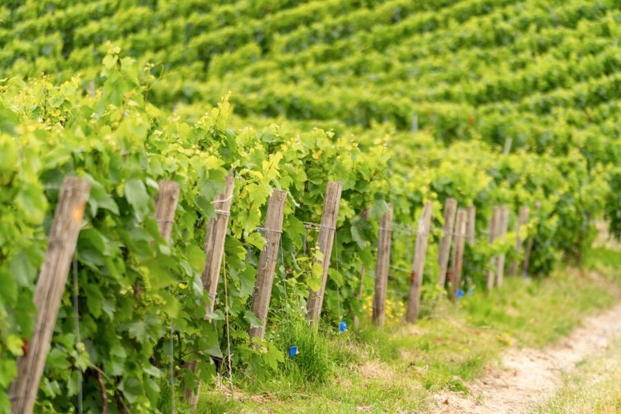 From Paris: Day Trip to Champagne with 8 Tastings & Lunch - Vineyard tasting and terroir talk: learning without getting lost