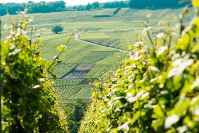 From Paris: Small-Group Champagne Day Trip with Six Tastings - Reims Cathedral: the crown city stop that makes Champagne feel connected