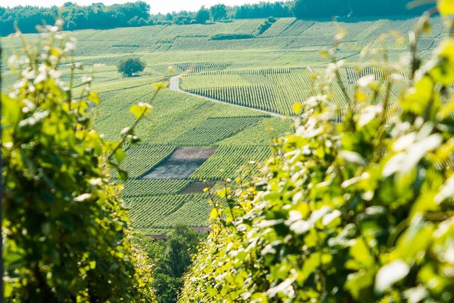 From Paris: Small-Group Champagne Day Trip with Six Tastings - Reims Cathedral: the crown city stop that makes Champagne feel connected