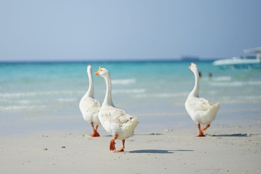 From Pattaya/Bangkok: Island Day Trip with Beach Activities - From Bangkok or Pattaya: why this beach day feels worth it
