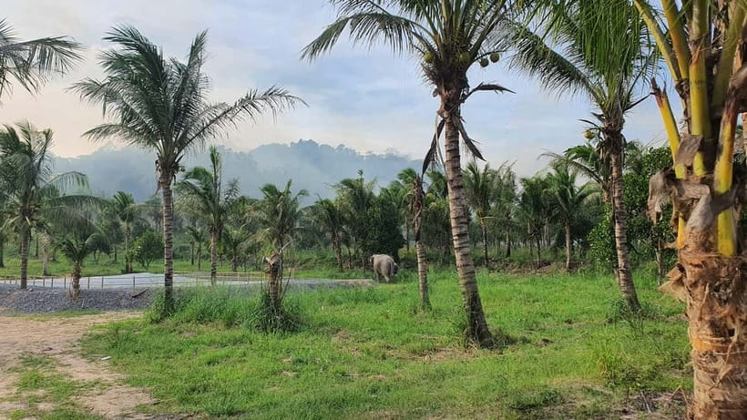 From Pattaya: Living Green Elephant Sanctuary Day Trip - Lunch, shaded seating, and the views that make the day feel complete