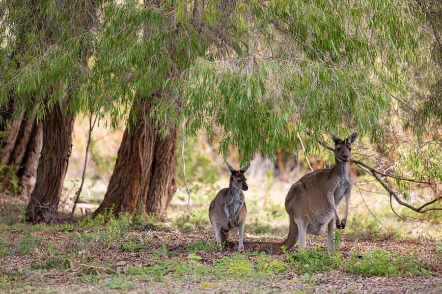 From Perth: Pinnacles Lobster Shack and Yanchep Day Trip - Cervantes lunch at the Lobster Shack: plan for extra cost, then enjoy the coast