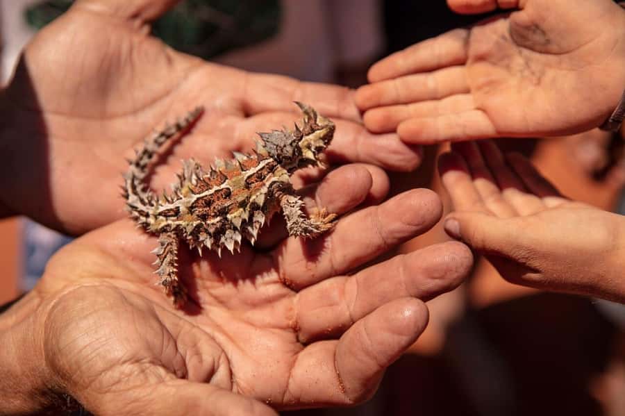 From Perth: Pinnacles Lobster Shack and Yanchep Day Trip - What you’re paying for with a $130 price tag