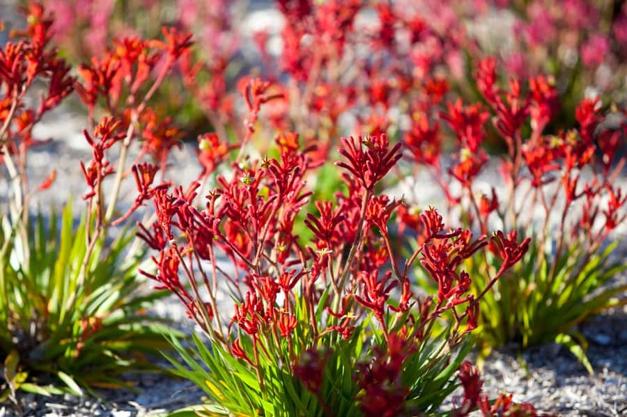 From Perth: Pinnacles Lobster Shack and Yanchep Day Trip - Who this tour suits best (and who should think twice)