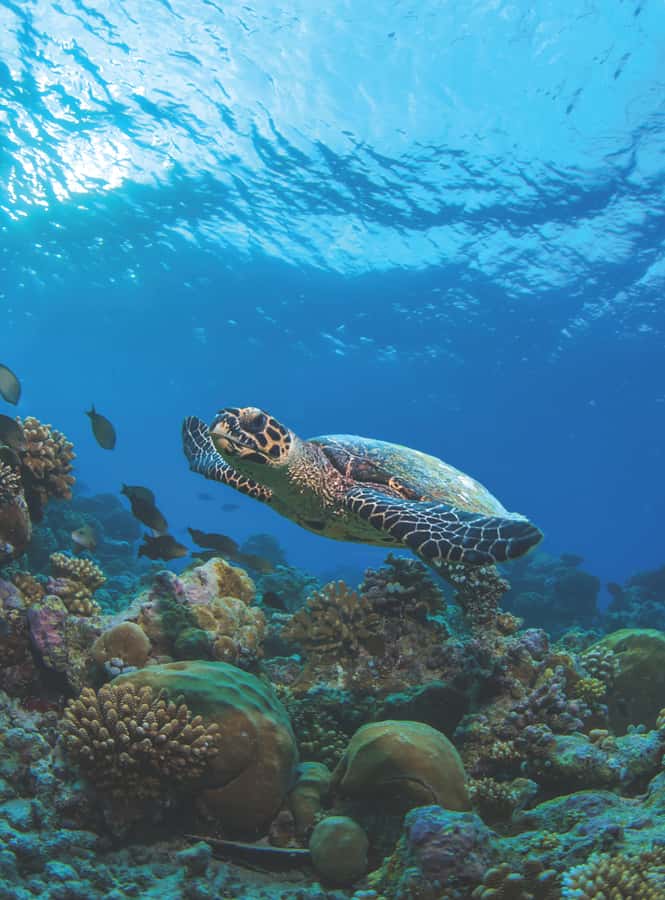 From Phuket or Khaolak : Similan Islands Day Trip - Timing and transfers: your early start and what fills the gaps