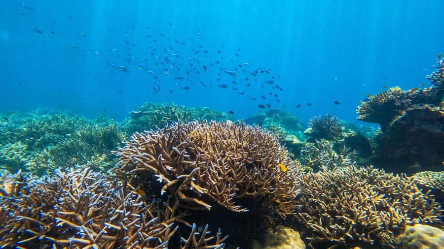 From Phuket or Khaolak: Surin Islands Day Trip - Naka Noi Island downtime: your calmer landing