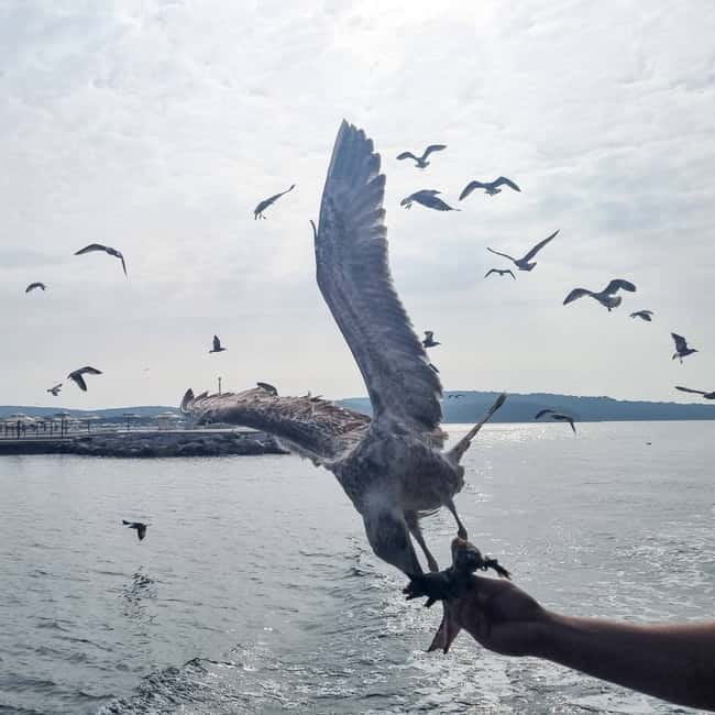 From Poreč: Boat Day Trip to Rovinj with Fish Lunch - Fish lunch and aperitif onboard: why this meal feels more like part of the trip