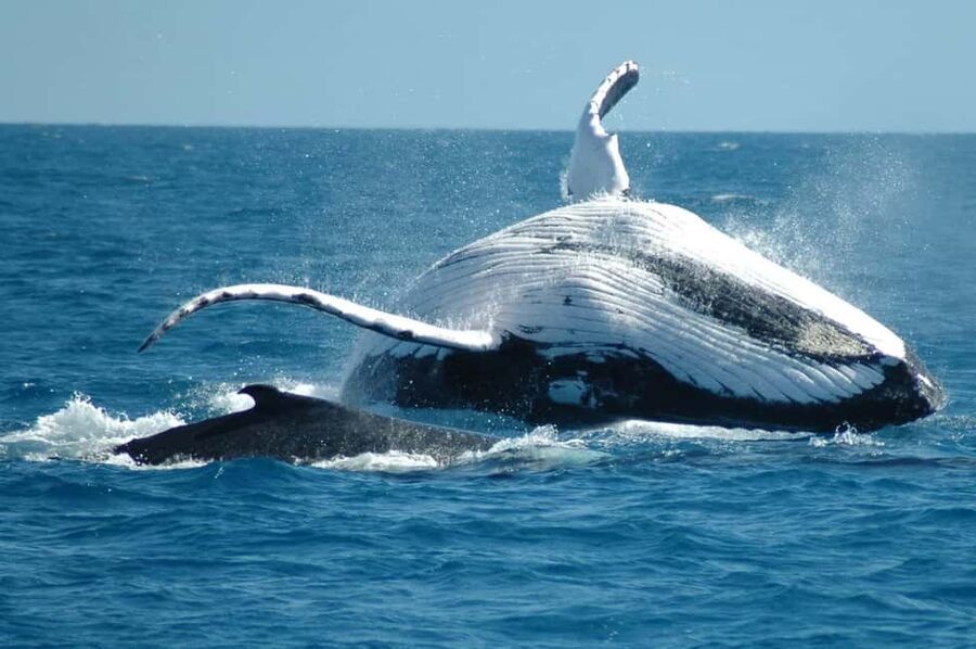 From Punta Cana: Sanctuary Whale Watching Day Trip - First stop: the long ride out of Punta Cana