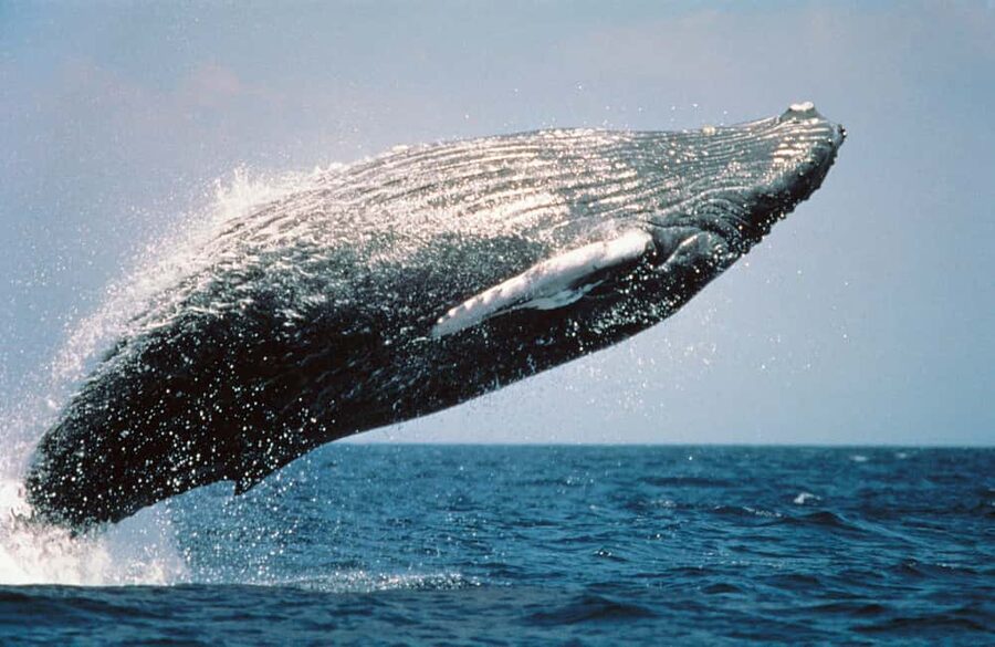From Punta Cana: Sanctuary Whale Watching Day Trip - UNESCO whale watching: the part you’ll remember