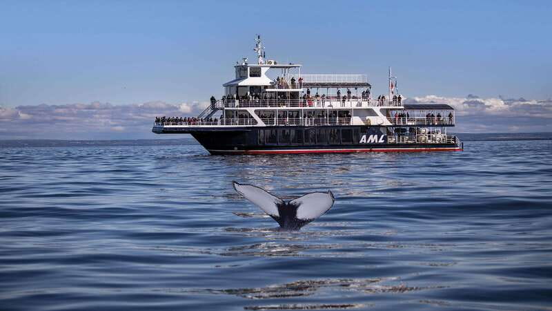 From Quebec City: Whale Watching Excursion Full-Day Trip - Key things to know before you go