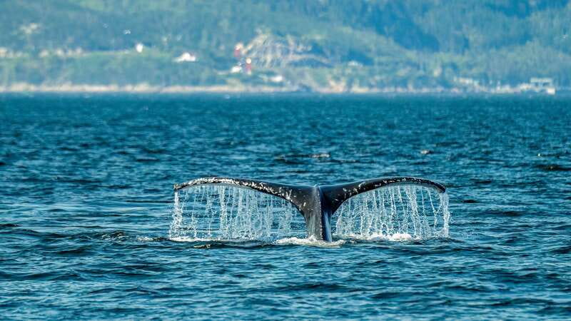 From Quebec City: Whale Watching Excursion Full-Day Trip - Québec City to the Saguenay Fjord: the ride that sets the mood