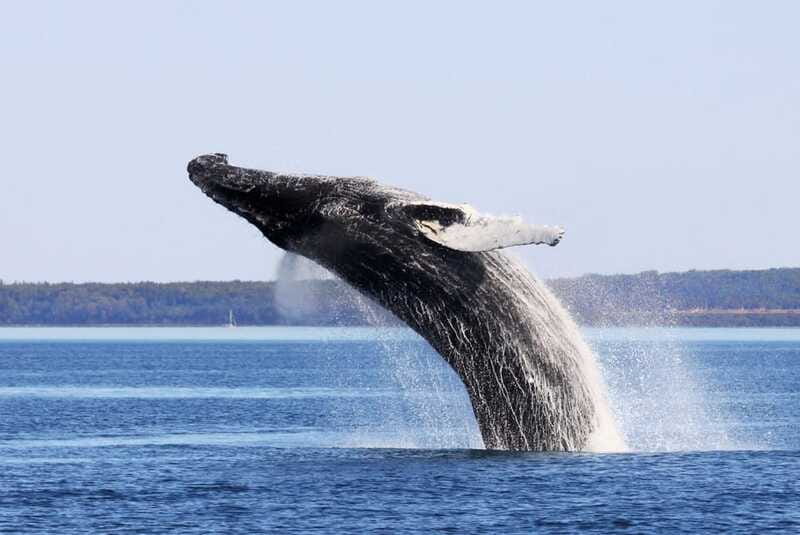 From Quebec City: Whale Watching Excursion Full-Day Trip - What you’ll actually feel on deck (and why layers matter)