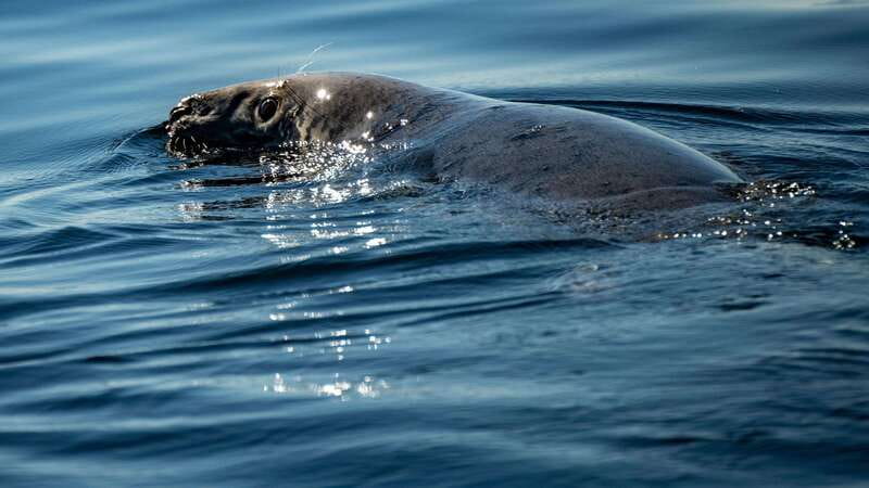 From Quebec City: Whale Watching Excursion Full-Day Trip - Food, snacks, and the practical reality of a 11-hour day