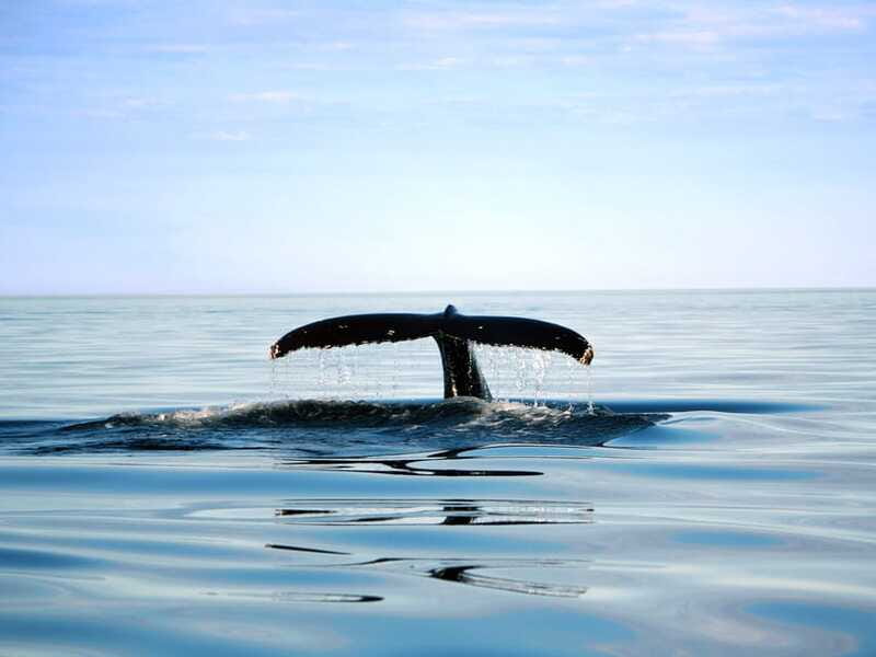 From Quebec City: Whale Watching Excursion Full-Day Trip - Guides, language, and group size: what to expect on the human side